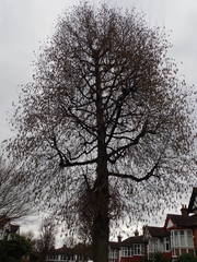 Alnus cordata