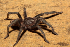 Plesiopelma