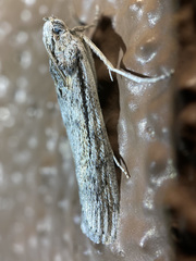 Cactobrosis fernaldialis