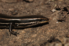 Aspronema dorsivittatum