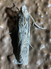 Cactobrosis fernaldialis