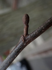 Alnus cordata