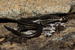 Aspronema dorsivittatum