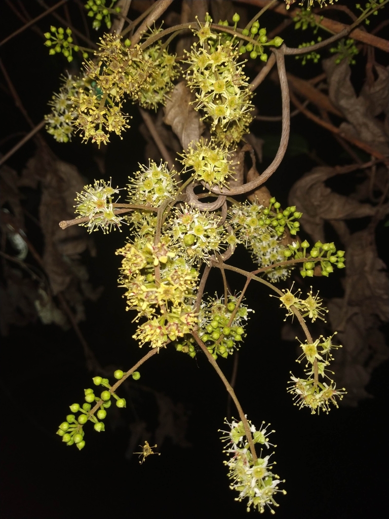 Combretum albidum