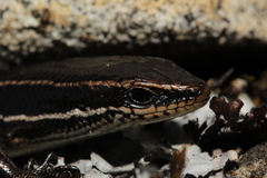 Aspronema dorsivittatum