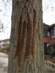 Alnus cordata