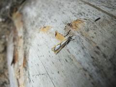 Catoptria permutatellus