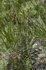 Hedysarum austrosibiricum