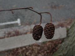 Alnus cordata