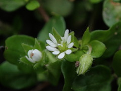 Stellaria media