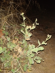 Blumea oxyodonta