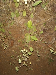 Blumea oxyodonta