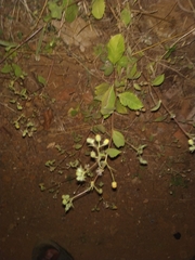 Blumea oxyodonta