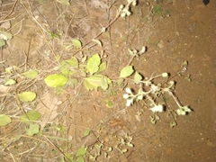 Blumea oxyodonta