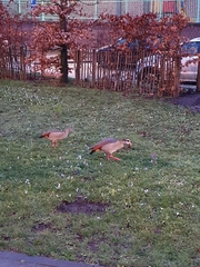 Alopochen aegyptiaca