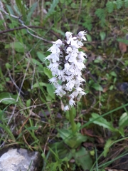 Neotinea conica