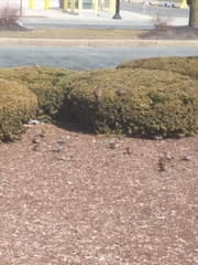 Passer domesticus