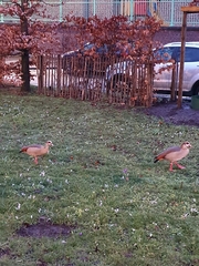 Alopochen aegyptiaca