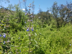 Salvia cuspidata