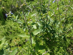Salvia cuspidata