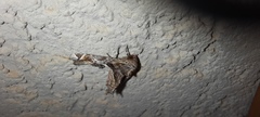 Euteliinae