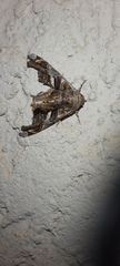 Euteliinae