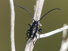Lissonotus andalgalensis
