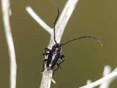 Lissonotus andalgalensis