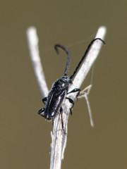 Lissonotus andalgalensis
