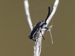 Lissonotus andalgalensis