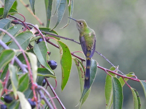 Black-tailed Trainbearer (Lesbia victoriae), photo 10