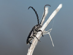 Lissonotus andalgalensis