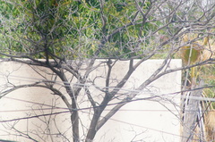 Melanerpes chrysogenys
