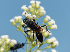 Stangeella cyaniventris