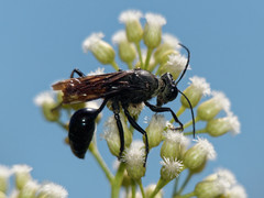 Stangeella cyaniventris