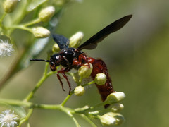 Scolia rufiventris
