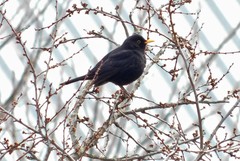Turdus merula