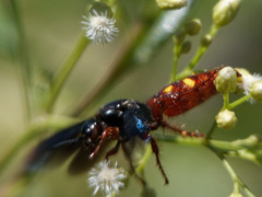 Scolia rufiventris