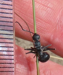 Polyrhachis militaris