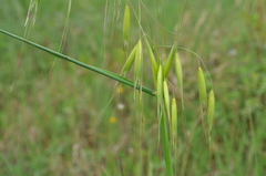 Avena sterilis
