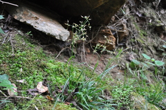 Luzula forsteri