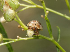 Anacassis fuscata
