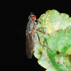 Spaziphora hydromyzina