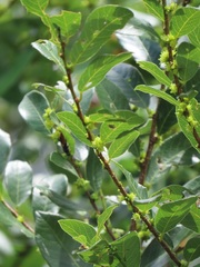 Bridelia cathartica cathartica