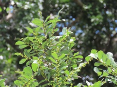 Bridelia cathartica cathartica