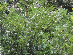 Bridelia cathartica cathartica