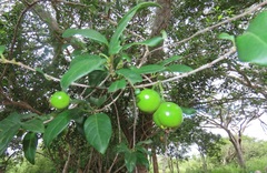 Vangueria