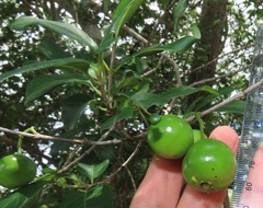 Vangueria