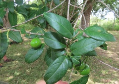 Vangueria