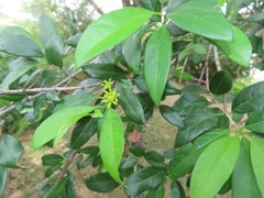 Vangueria